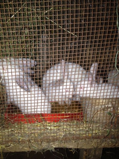 image - Pui de californian si Rex castor