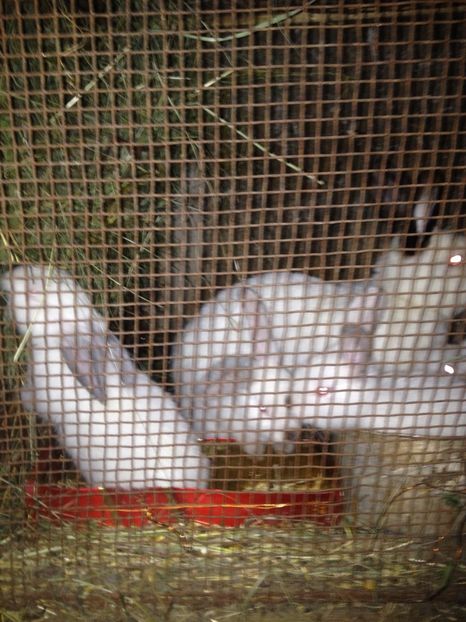 image - Pui de californian si Rex castor