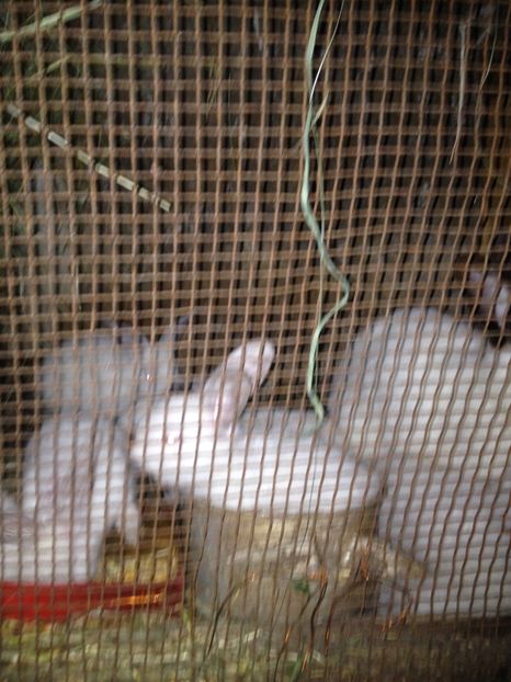 image - Pui de californian si Rex castor