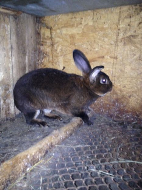 image - Pui de californian si Rex castor