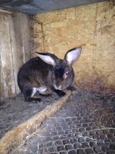 image - Pui de californian si Rex castor