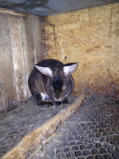 image - Pui de californian si Rex castor