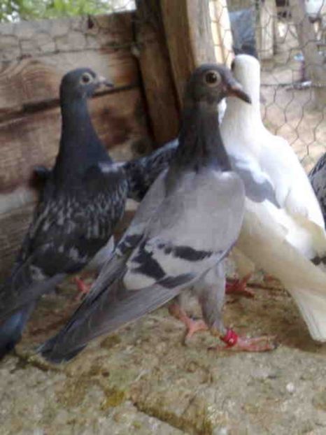 191-vandut - X-Porumbei vinduti