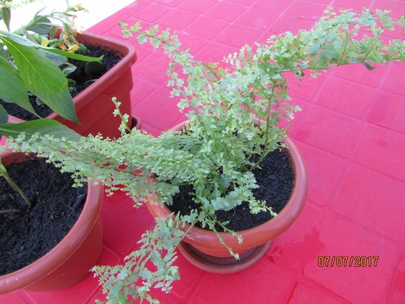  - DORINȚE ÎMPLINITE