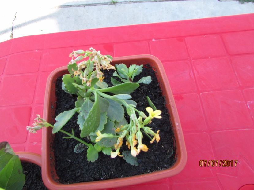  - DORINȚE ÎMPLINITE