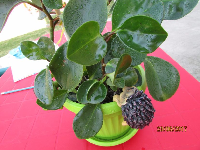  - DORINȚE ÎMPLINITE