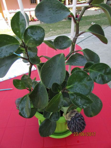  - DORINȚE ÎMPLINITE