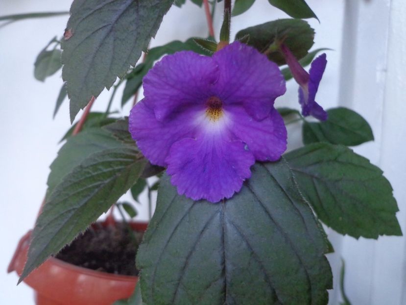 Achimenes - Argumente