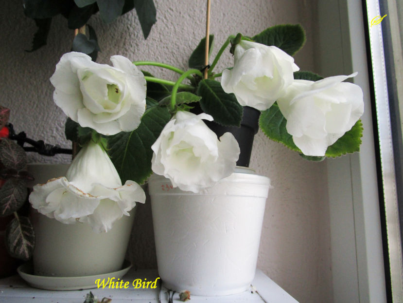 White Bird(8-07-2017) - Gloxinii 2017