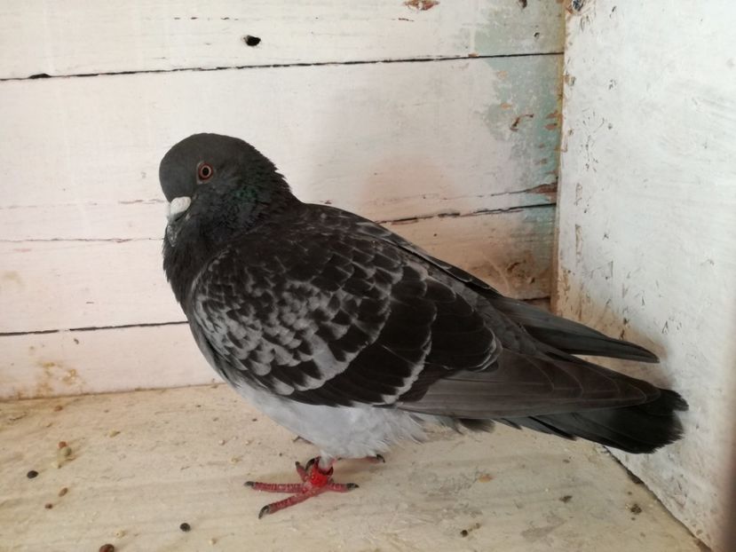  - 02-07-2017 Terespol-Maraton