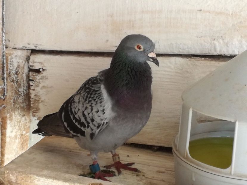  - 02-07-2017 Terespol-Maraton