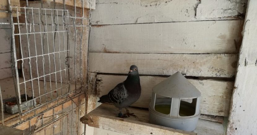  - 02-07-2017 Terespol-Maraton