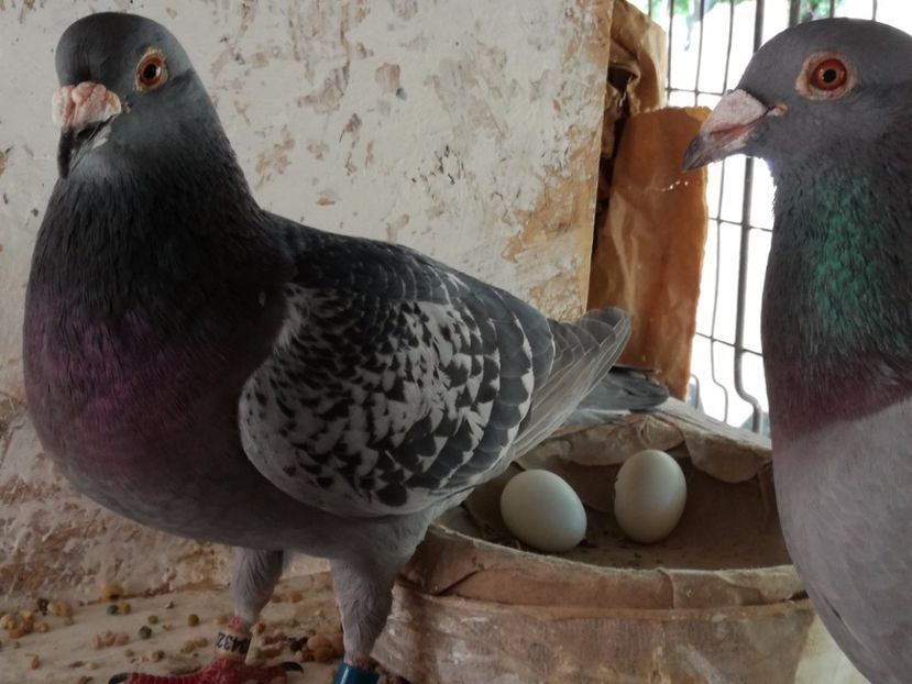  - 02-07-2017 Terespol-Maraton