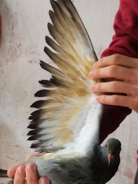  - Pui de 2017 plin de ulei