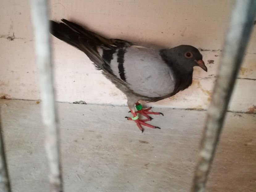  - Pui de 2017 plin de ulei