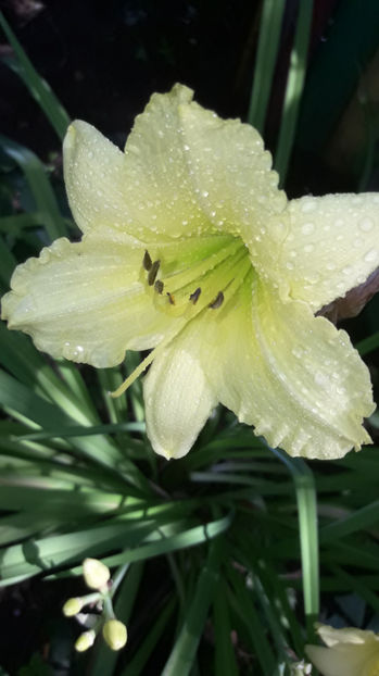  - Hemerocallis