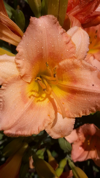  - Hemerocallis