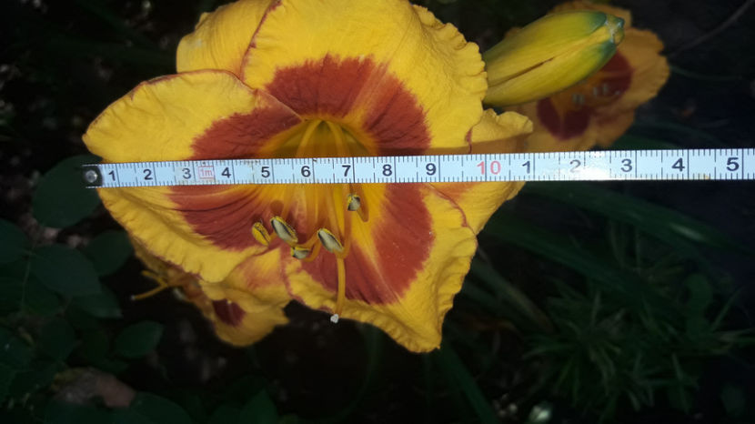 Foled me - Hemerocallis