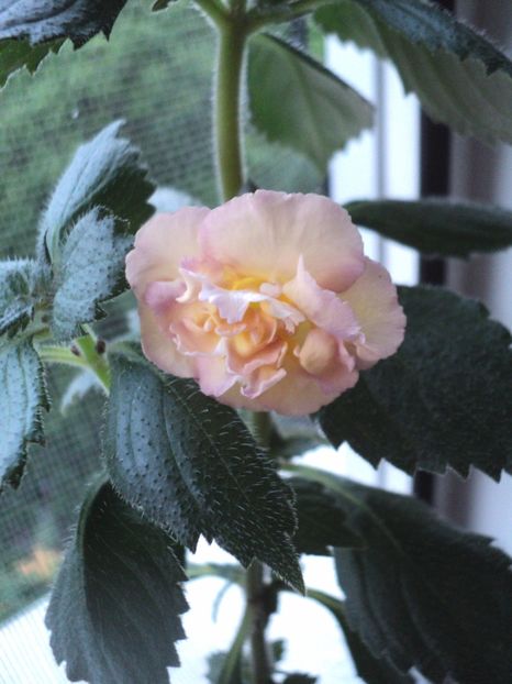  - Yellow English Rose