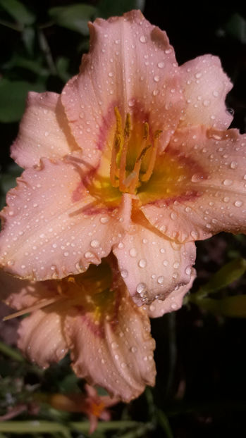 Strawberry Candy - Hemerocallis