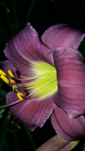  - Hemerocallis