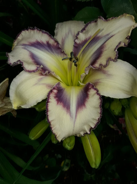  - Hemerocallis