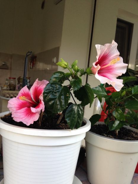  - Trandafiri japonezi_hibiscusi 2017