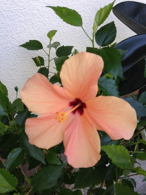  - Trandafiri japonezi_hibiscusi 2017