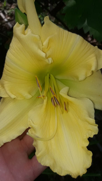  - Hemerocallis