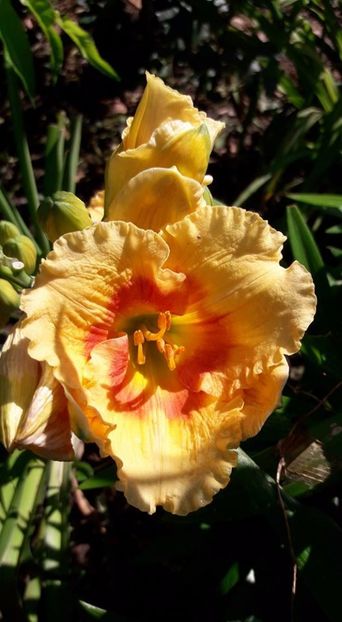 wisest of wizards - Hemerocallis