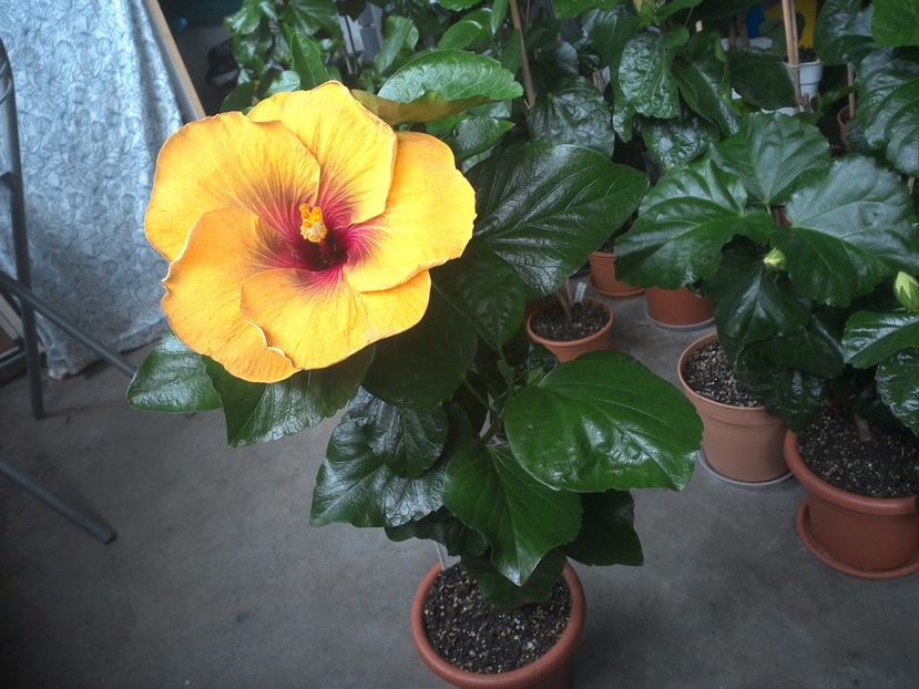 WIN_20170708_092036 - Tahitian Dark Congo