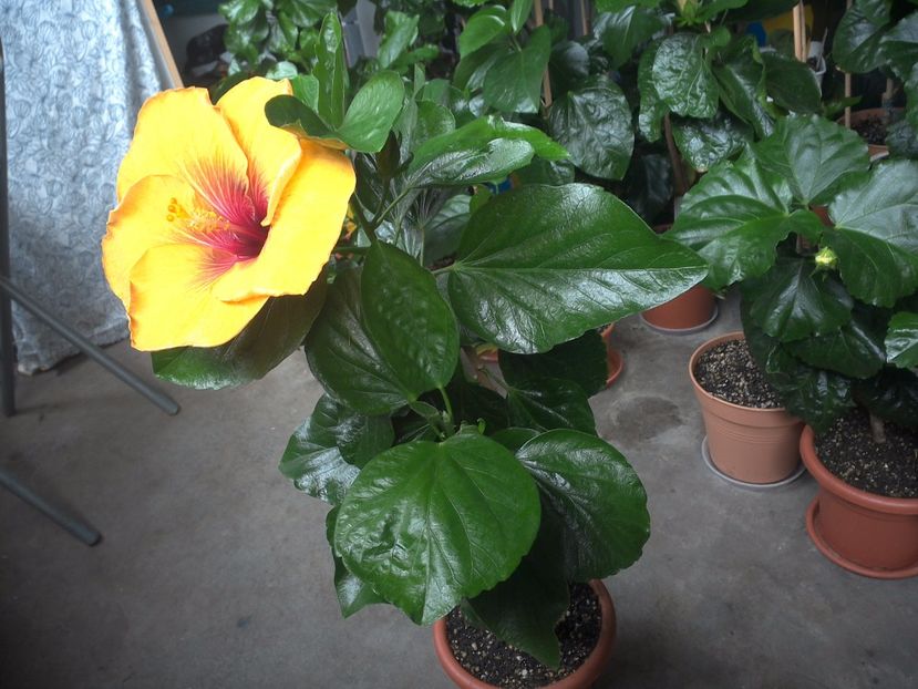 WIN_20170708_092057 - Tahitian Dark Congo