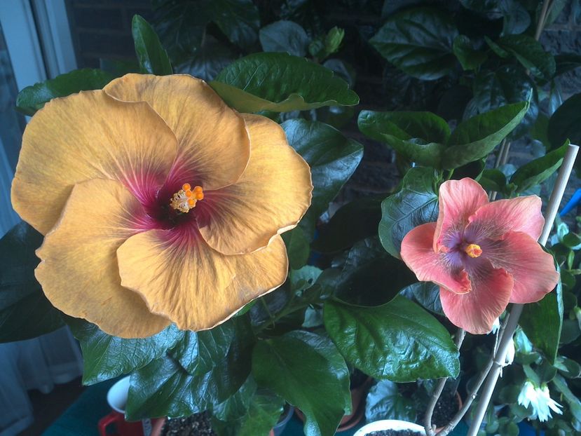 WIN_20170708_091512 - 03Hibiscus