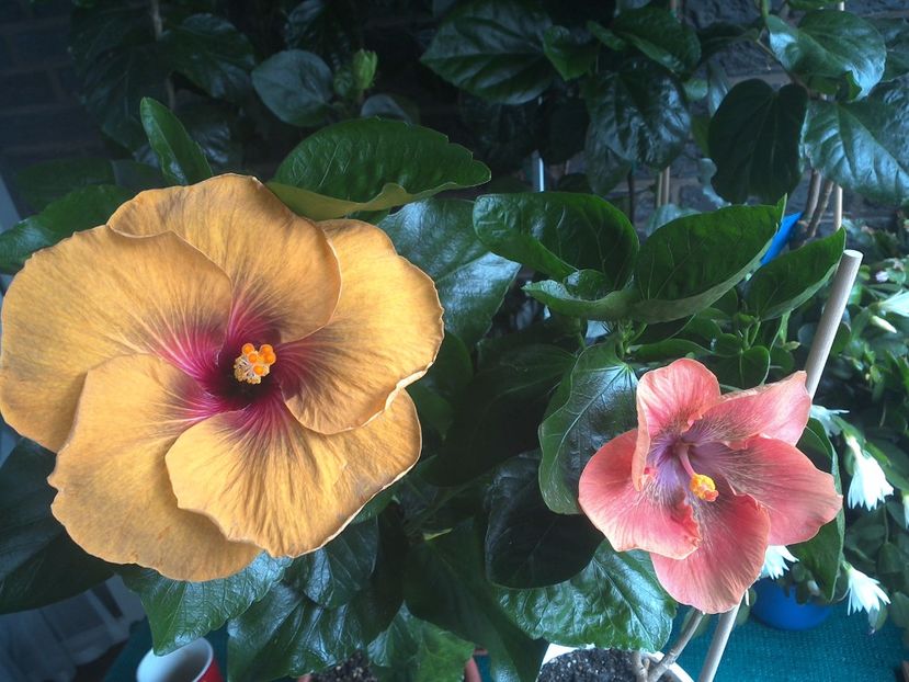 WIN_20170708_091535 - 03Hibiscus