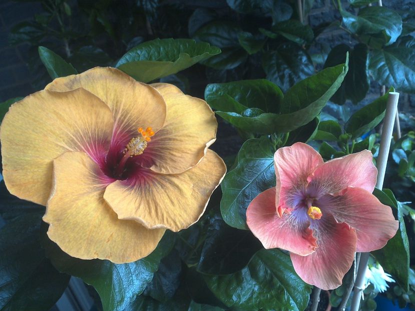 WIN_20170708_091631 - 03Hibiscus