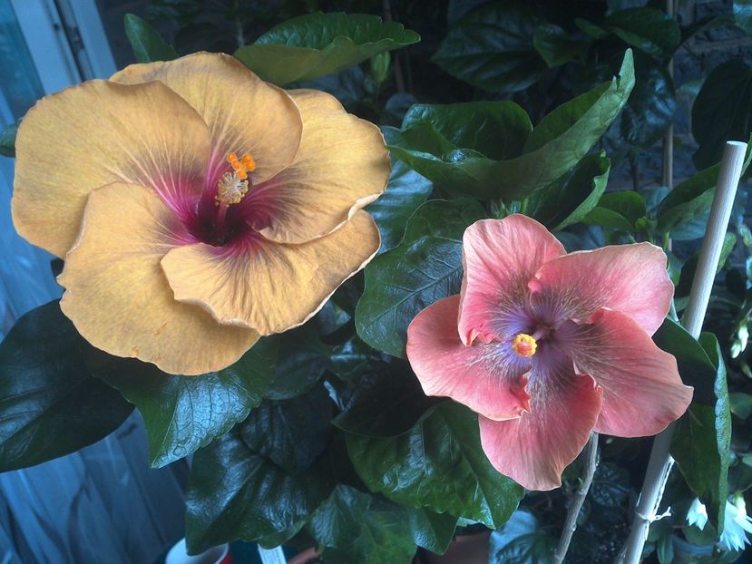 WIN_20170708_091636 - 03Hibiscus