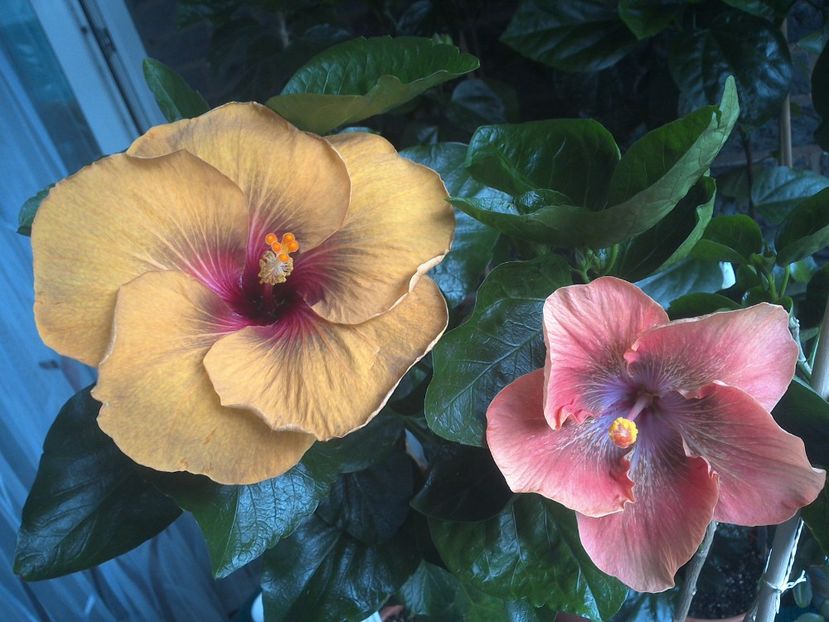 WIN_20170708_091639 - 03Hibiscus