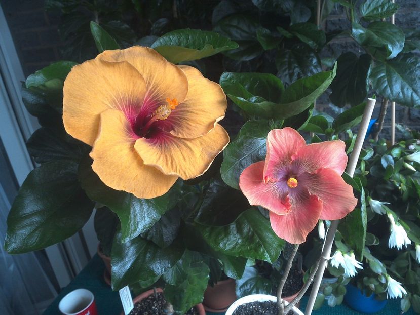 WIN_20170708_091653 - 03Hibiscus