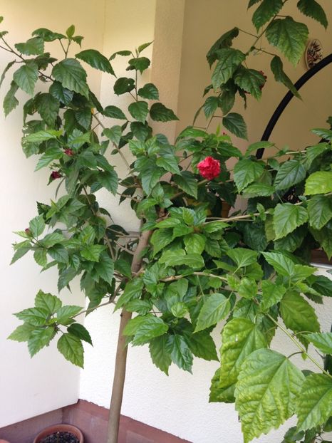  - Trandafiri japonezi_hibiscusi 2017