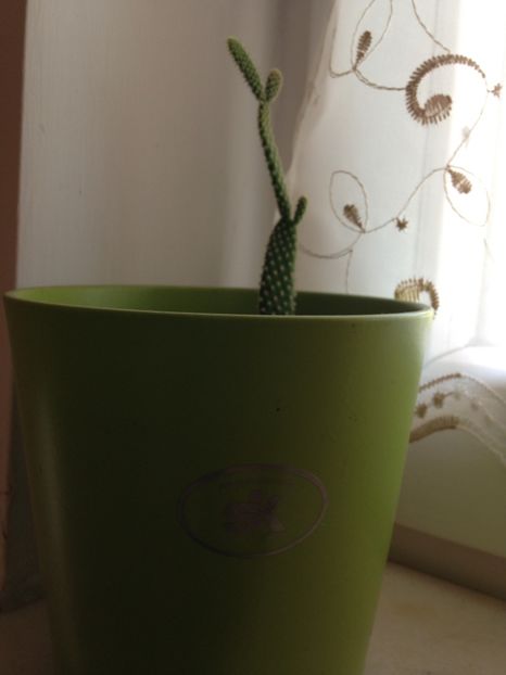  - Cactuși 2017