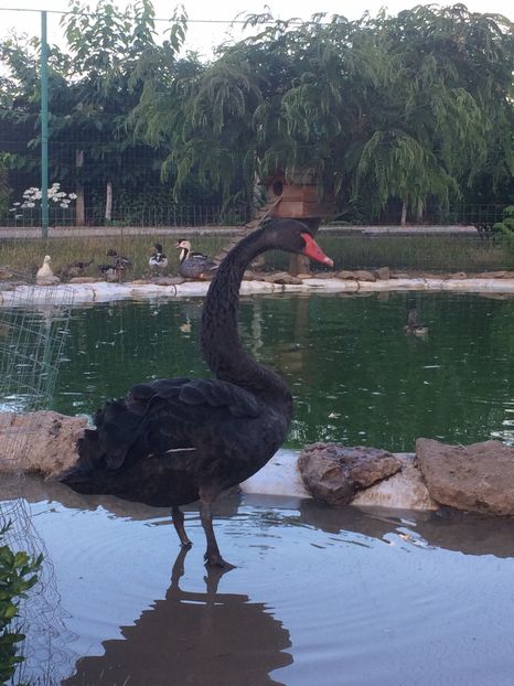  - Lebede negre