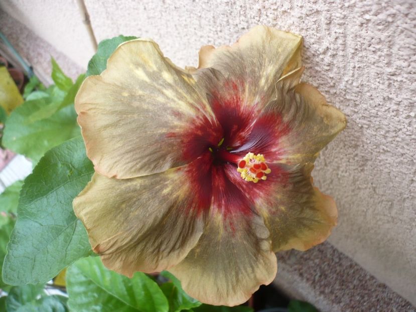 08.07.2017 - HIBISCUSI 2017-2