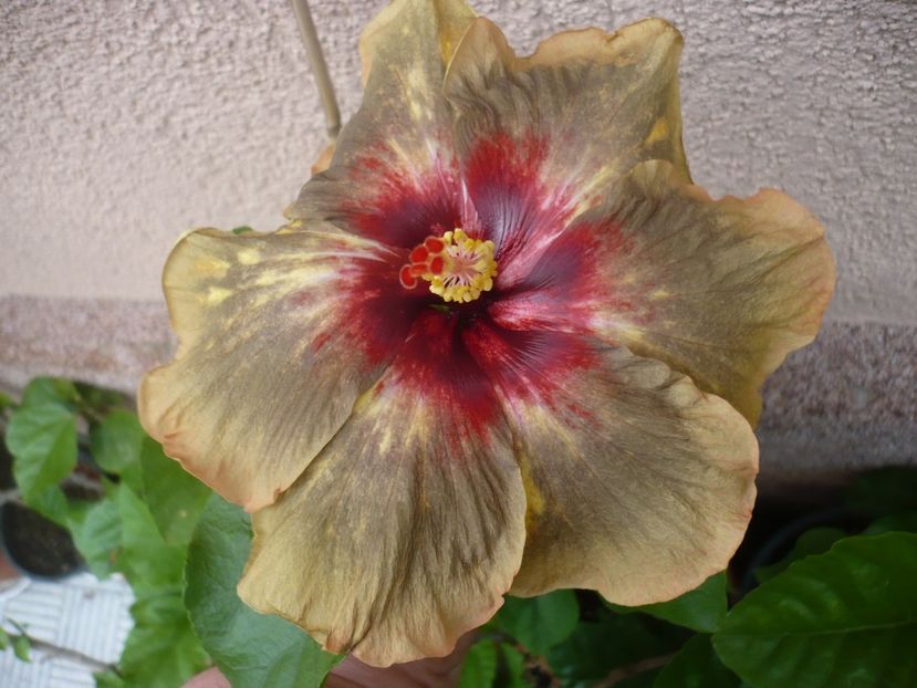 P1330558 - HIBISCUSI 2017-2