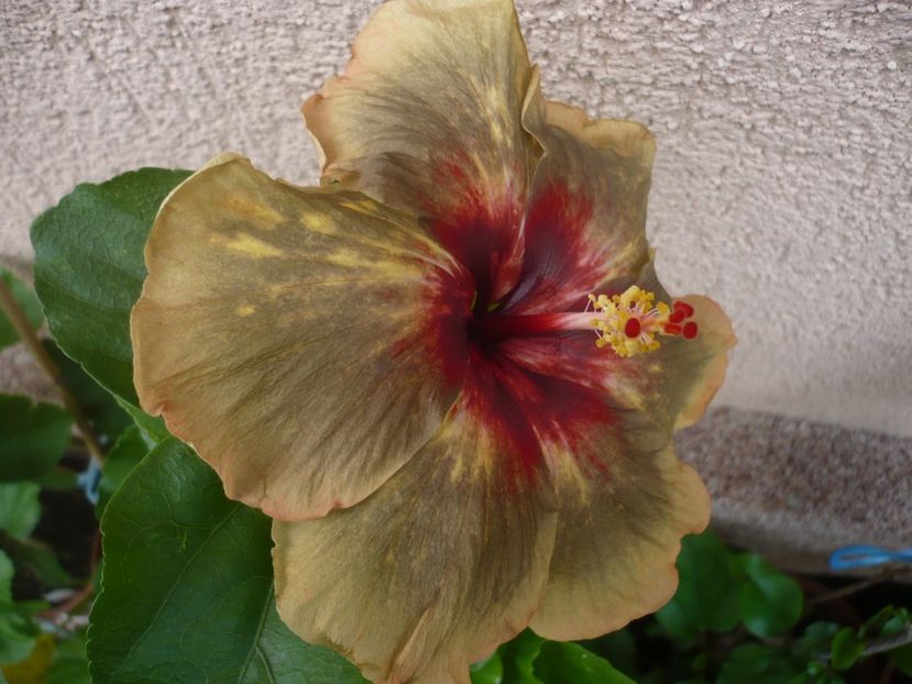 P1330560 - HIBISCUSI 2017-2