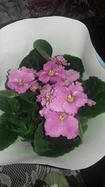 Optimara EverFloris - OPTIMARA EVER FLORIS