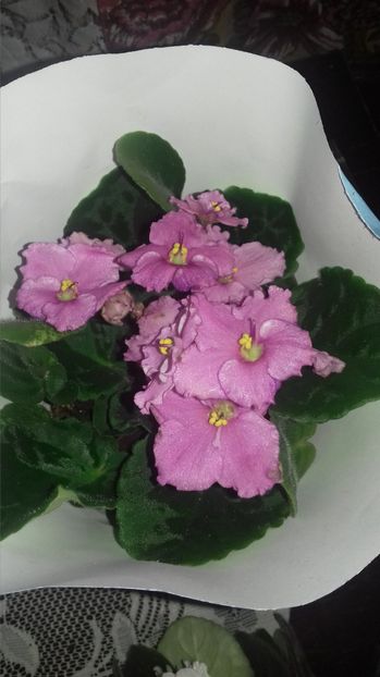 Optimara EverFloris - OPTIMARA EVER FLORIS