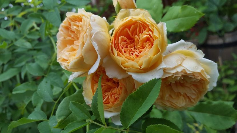  - English rose  -Crown Princess Margareta