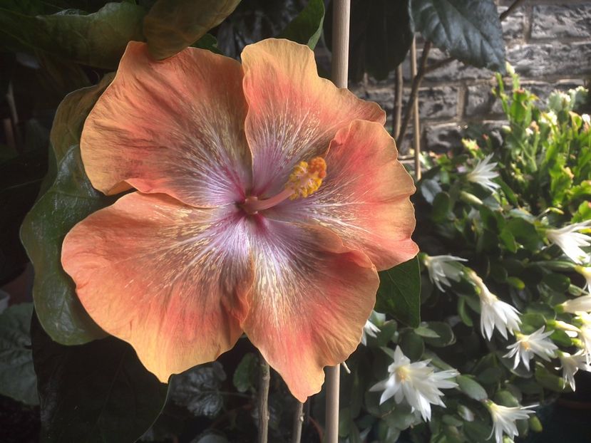 WIN_20170708_130839 - Moorea Sugar Lady