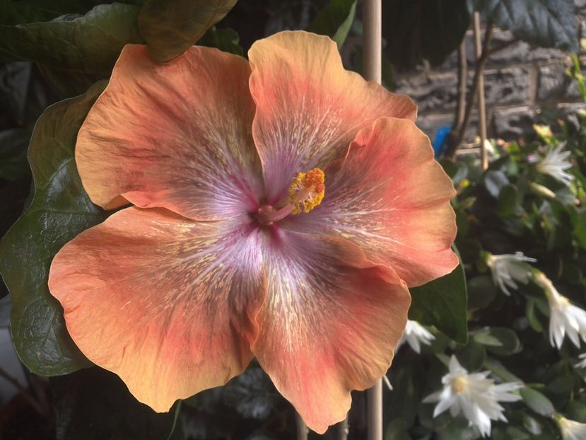 WIN_20170708_130844 - Moorea Sugar Lady