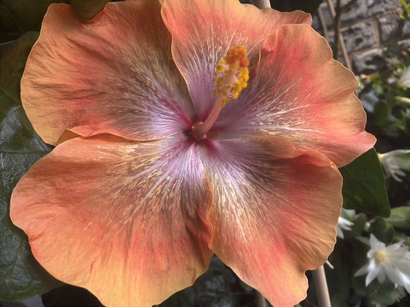 WIN_20170708_130856 - Moorea Sugar Lady